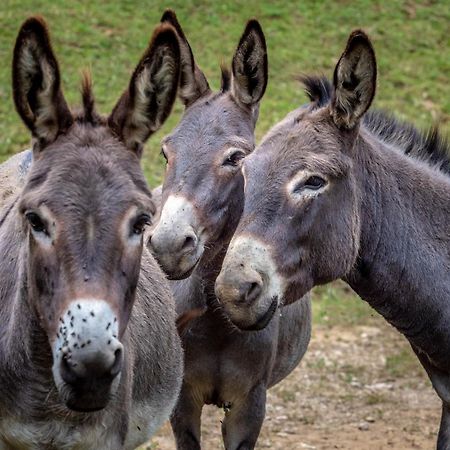 Tourist Farm Gradisnik Daire Solčava Dış mekan fotoğraf
