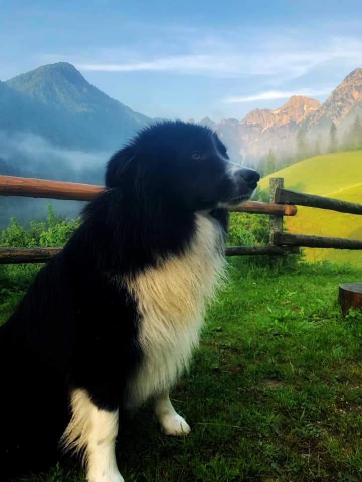 Tourist Farm Gradisnik Daire Solčava Dış mekan fotoğraf