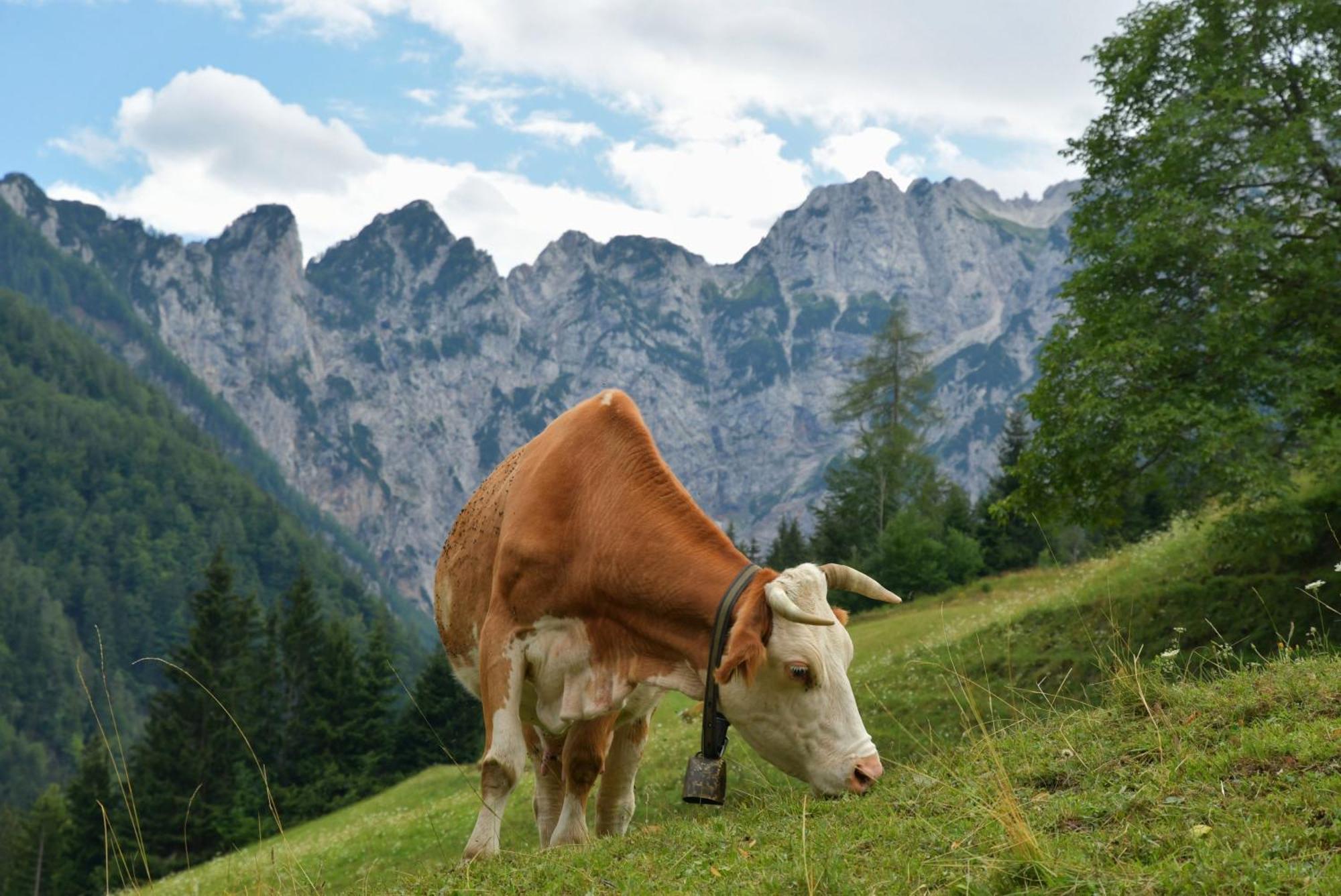 Tourist Farm Gradisnik Daire Solčava Dış mekan fotoğraf