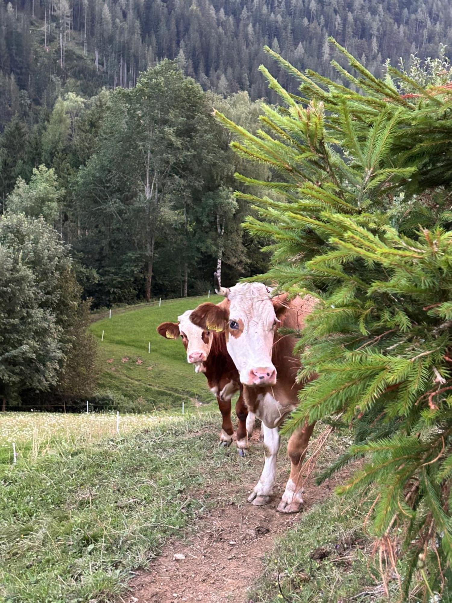Tourist Farm Gradisnik Daire Solčava Dış mekan fotoğraf