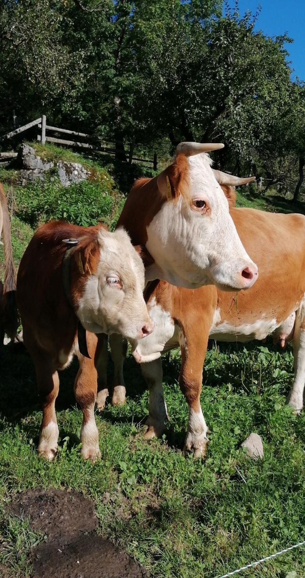 Tourist Farm Gradisnik Daire Solčava Dış mekan fotoğraf