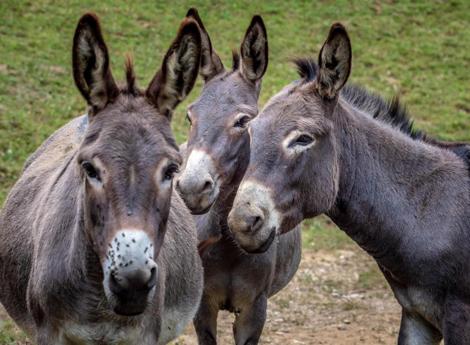 Tourist Farm Gradisnik Daire Solčava Dış mekan fotoğraf